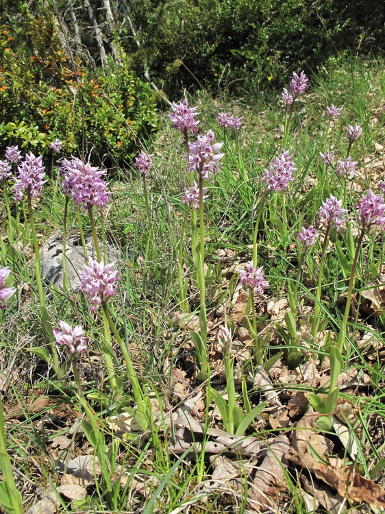 Orchis simia
